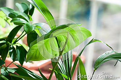 Close up on cute heart shaped leaves of Heart leaf philodendron, sweetheart house plant Cartoon Illustration