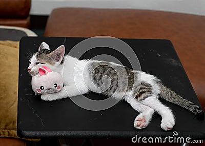 Close up Cute Kitten Lie Down with Rabbit Doll Stock Photo