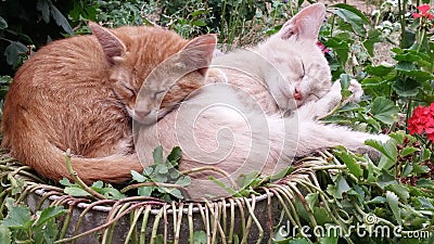 Close up of a cute lazy sleeping cats. Kittens sleeping happily in funny position in the garden. Stock Photo