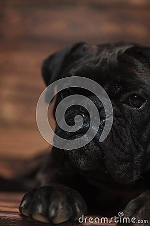 Close up of cute lying boxer looking to side Stock Photo