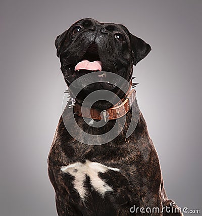 Close up of cute panting bulldog looking up Stock Photo