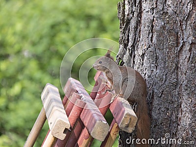 Close up cute Red squirrel, Sciurus vulgaris sits on the wooden planks. Selective focus, copy space Stock Photo