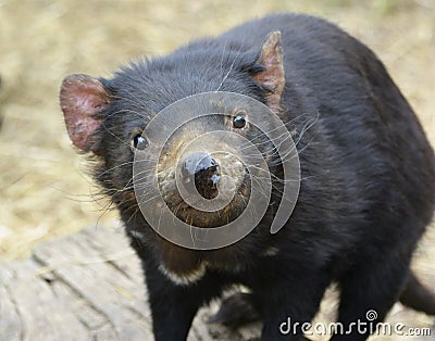 Close up of a cute Tasmanian Devil looking at camera Stock Photo