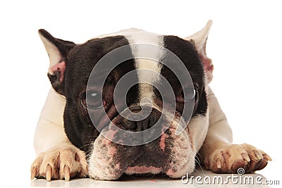 Close up of a cute tired french bulldog Stock Photo