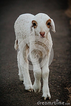 Close Up of Cute White indian Sheep Stock Photo