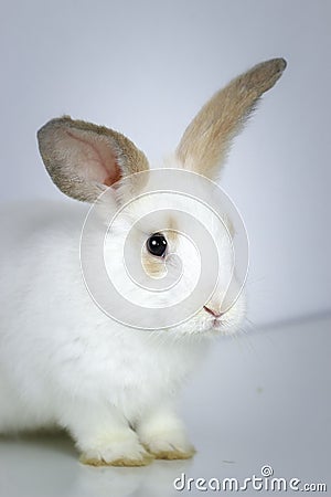 Close up of cute white rabbit with long brown ears on white background adorable bunny pat Stock Photo