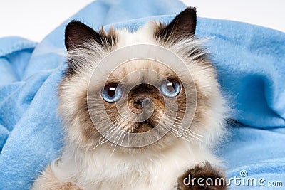 Close up of a cute young persian seal colourpoint kitten Stock Photo