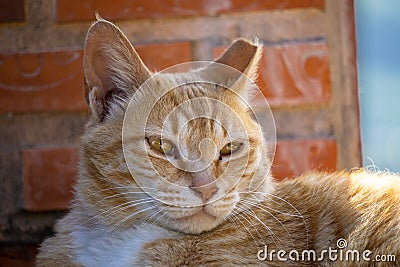 Close up of cuty chubby orange domestic cat lies on the brick wall Stock Photo