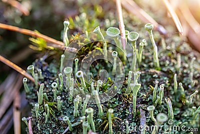 Close-up of Cyan lichen and moss in fallen pine needles at autumn forest. Fungus ecosystem. Natural flora background Stock Photo