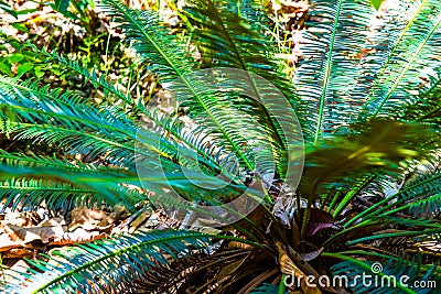 Close up of Cycas siamensis Miq Stock Photo