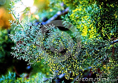 Close-up of a cypress tree branch with light green buds in Penna San Giovanni Stock Photo