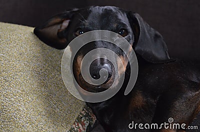 Close-up of dachshund face with sleepy stare Stock Photo