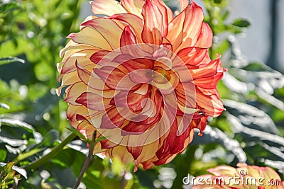 Close up of Dahlia flower in garden on spring time Stock Photo