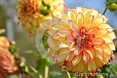 Close up of Dahlia flower in garden on spring time Stock Photo