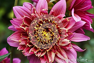 Close-up of the Dahlia variety Vancouver with a violet inflorescence growing in the foothills of the Caucasus Stock Photo