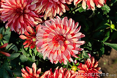 A close up of dahlias of the `Gallery Art Deco` variety in the garden on a sunny day Stock Photo