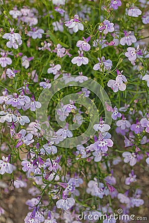 Pretty lilac and purple Lobelia flowers (Lobelias) in bloom. Selective focus Stock Photo