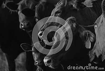 Close up of dairy cow in a farm. Herd of cows. Stock Photo