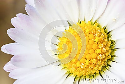 close up daisy flower pistils Stock Photo