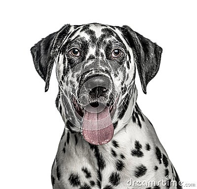 Close-up of Dalmatian, 7 months old, isolated on white Stock Photo