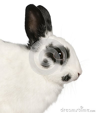 Close-up of Dalmatian rabbit, 2 months old Stock Photo