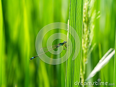 Close up of Damselfly with blur background Stock Photo