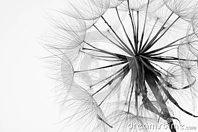 Close-up of dandelion Stock Photo