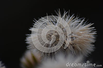 Close-up of a dandelion with a blurred black background Stock Photo