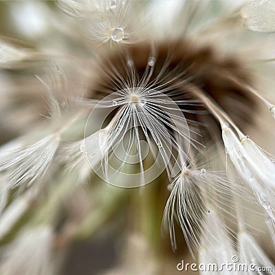 Close-up of the dandelion glistening with water droplets Stock Photo