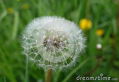 Close up dandelion with lots of detail Stock Photo