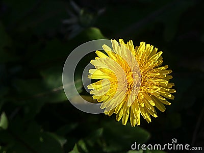Close up of a Dandelion Stock Photo