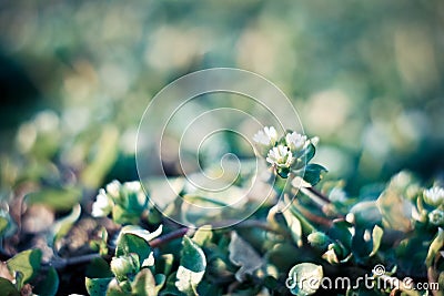 Close up danish scurvy grass on ground concept photo Stock Photo