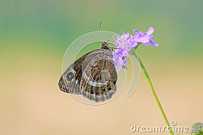 Nymphalidae butterfly Stock Photo