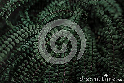 Close up dark natural fern background Stock Photo