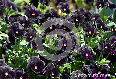 Dark purple garden pansies in bloom Stock Photo