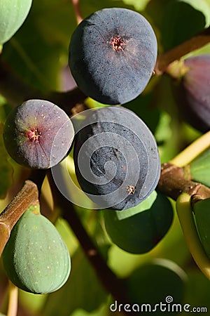 Close up of dark ripe and green unripe figs growing on a branch on a fig tree, in portrait format Stock Photo