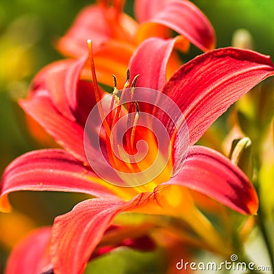 Close up Daylilies or Hemerocallis Stock Photo