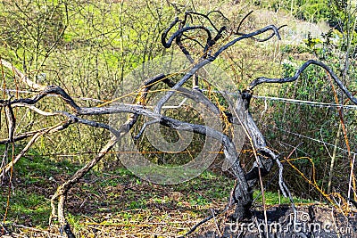 Close-up of a dead charred burned tree on a rusty barbed wire fence Stock Photo