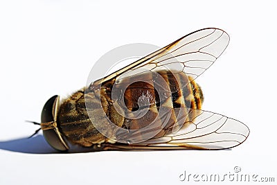 Close up of a dead furry dung bee Eristalis intricaria Stock Photo