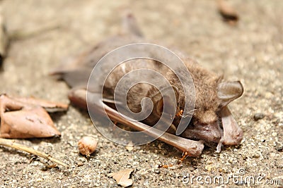 Dead bat Stock Photo