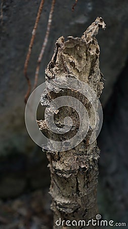 Close up of dead tree trunks Stock Photo