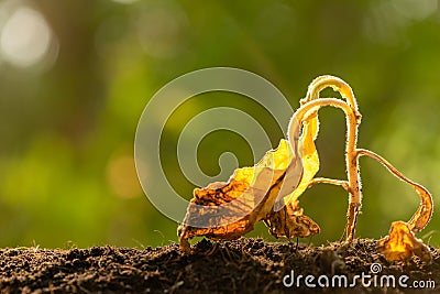 Dead young plant Tobacco Tree in dry soil on green blur background. Environment concept with empty copy space for text or design Stock Photo