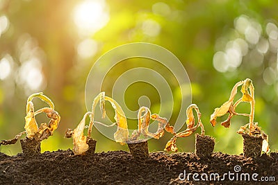 Dead young plant Tobacco Tree in dry soil on green blur background. Environment concept with empty copy space for text or design Stock Photo