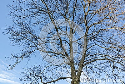 Deciduous trees in winter season in nature Stock Photo