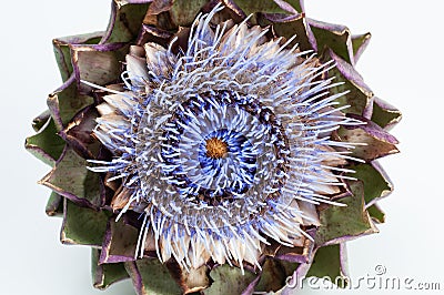 The front view of an artichoke flower Stock Photo