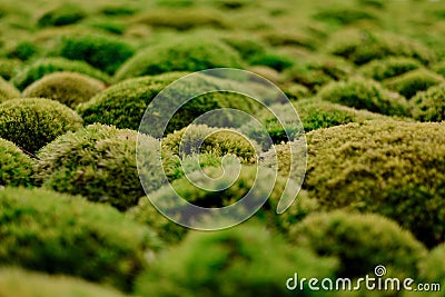 Lichens Humps Stock Photo