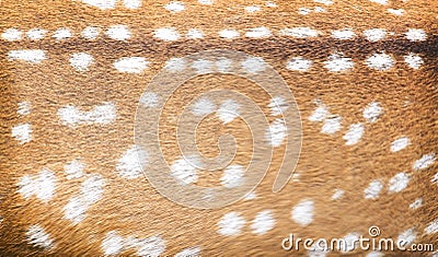 Deer skin animal texture wallpaper patterns background Stock Photo