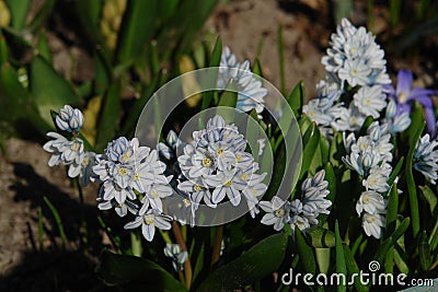 A close up of delicate flowers of Puschkinia scilloides striped squill or Lebanon squill in the garden Stock Photo