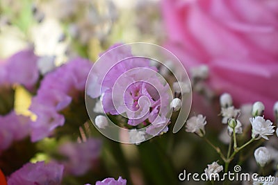 Close up of delicate pink small flowers in a colorful bouquet with a pink rose on the background with depth of field. Spring Stock Photo