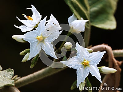 Close-up of delicate Solanum torvum adorning a branch of a bush Stock Photo